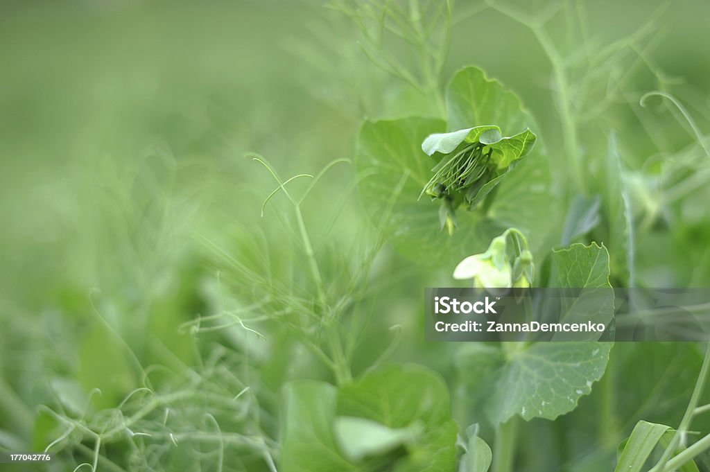 Fleur de pois - Photo de Croissance libre de droits