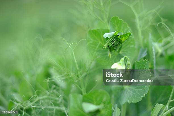 Photo libre de droit de Fleur De Pois banque d'images et plus d'images libres de droit de Croissance - Croissance, Industrie, Petit pois