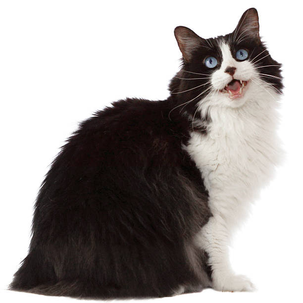 istock Tobias the talking cat 177042834