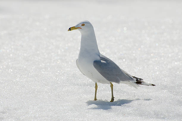 standing seagull in the snow stock photo