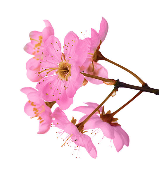 istock pink cherry flowers close-up 177042980