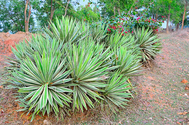 Agave angustifolia cactus stock photo