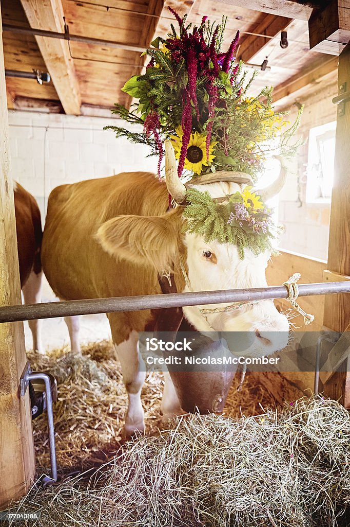 Decorate in Svizzera mucca penna di Simmental - Foto stock royalty-free di Ringraziamento