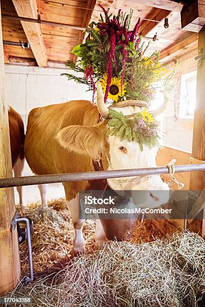 Decorate In Svizzera Mucca Penna Di Simmental - Fotografie stock e altre immagini di Ringraziamento - Ringraziamento, Agricoltura, Ambientazione interna