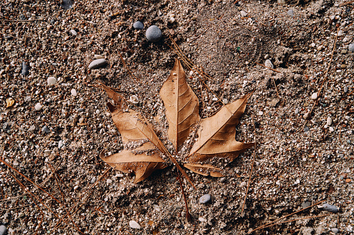 Dry maple leaf lies on the ground partly covered with sand. Top view. High quality photo
