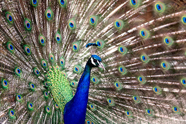 istock Shot of a beautiful Peacock 177043299