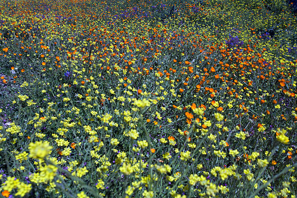 wild flowers stock photo