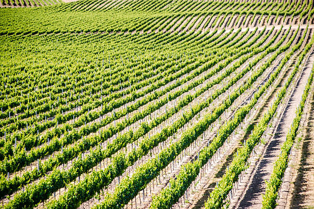 California Vineyard Rows upon rows of grape vines in a scenic wine country vineyard pinot noit stock pictures, royalty-free photos & images