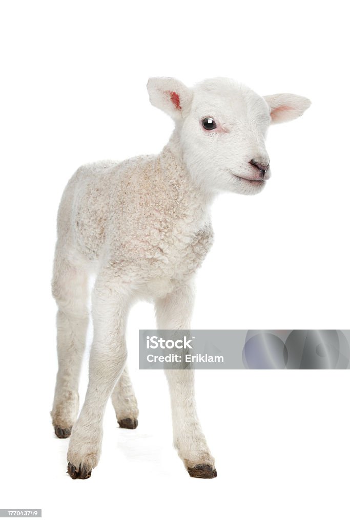 A newborn lamb against a white background Few days old Lamb standing in front of a white background Lamb - Animal Stock Photo