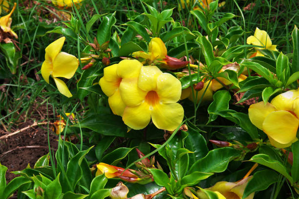 Rapa Nui. Yellow flowers on Easter Island, Chile