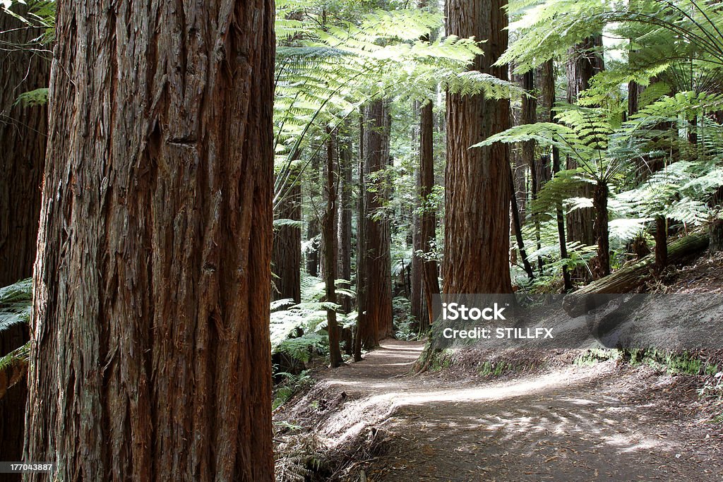 Foresta di sequoie - Foto stock royalty-free di Albero