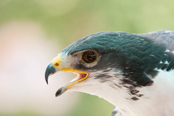 Amazing closeup of a Augur buzzard stock photo