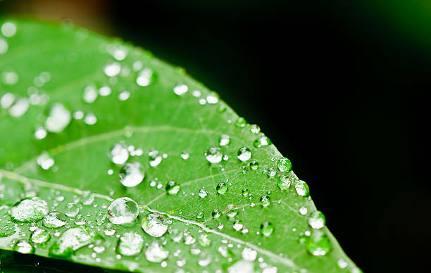 las gotas de agua sobre hojas fresca - feuchtigkeit fotografías e imágenes de stock