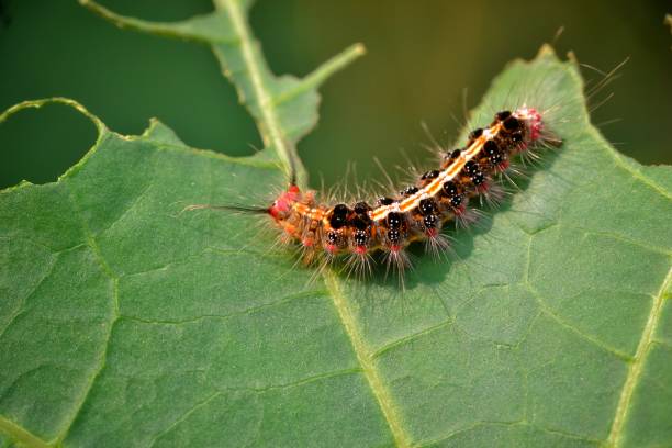 istock close-up of caterpillar 1770441993