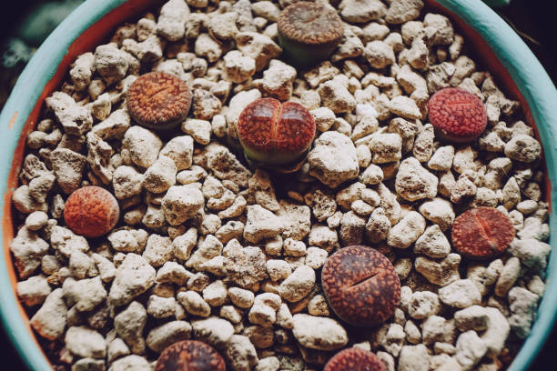 istock Image of a mix of lithops 1770442665