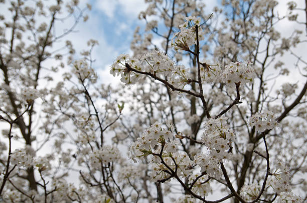 Spring Dogwood – Foto