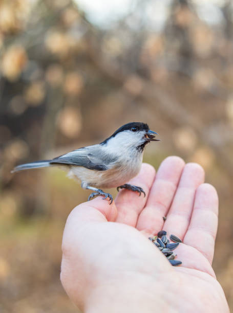 istock A willow tit sits on hand and eats seeds. Hungry bird willow tit eating seeds from a hand in winter or autumn 1770446408