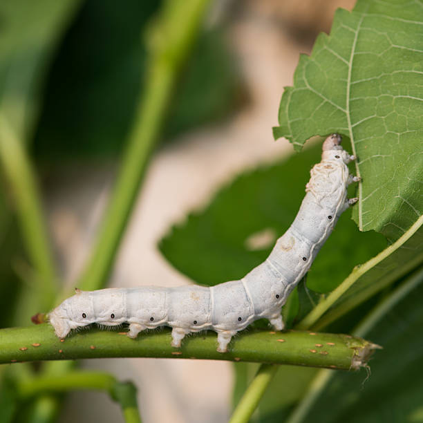 seidenraupe - silkworm stock-fotos und bilder