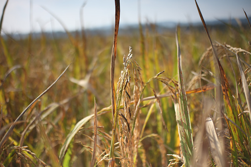 a group of rice plant pests called walang sangit with the Latin name Leptocorisa oratorius Fabricius which is attacking rice plants that are ready to be harvested