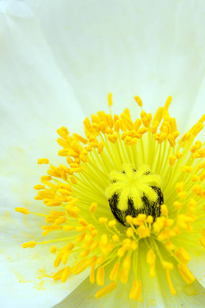 istock Papaver nudicaule (close-up). 177044784