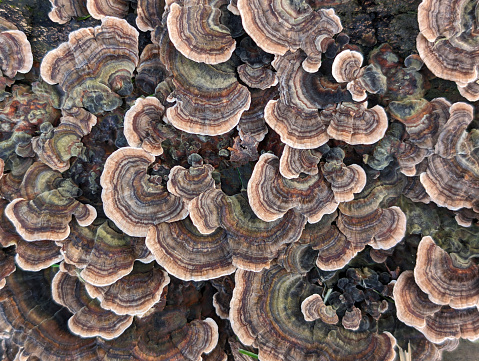 Macro of the gills of the oyster mushroom (Pleurotus ostreatus). Photo taken from below showing the gills on the underside of this edible mushroom. Shallow depth of focus with sharpest focus on the the gills at the center of the image. Shot with 100 mm macro lens on a Canon 20D at ISO 100.