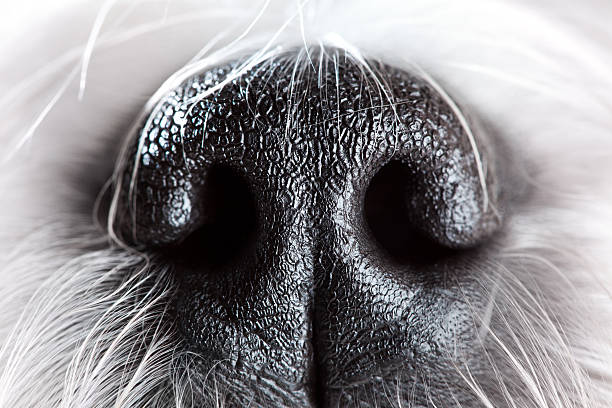 Dog nose close-up stock photo