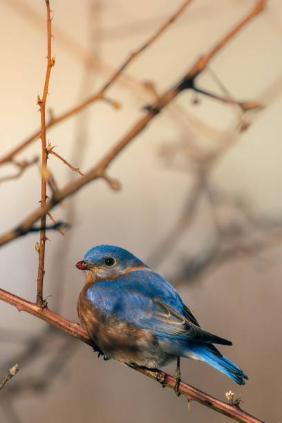 istock Closeup of a bluebird perched on a tree branch 1770453633