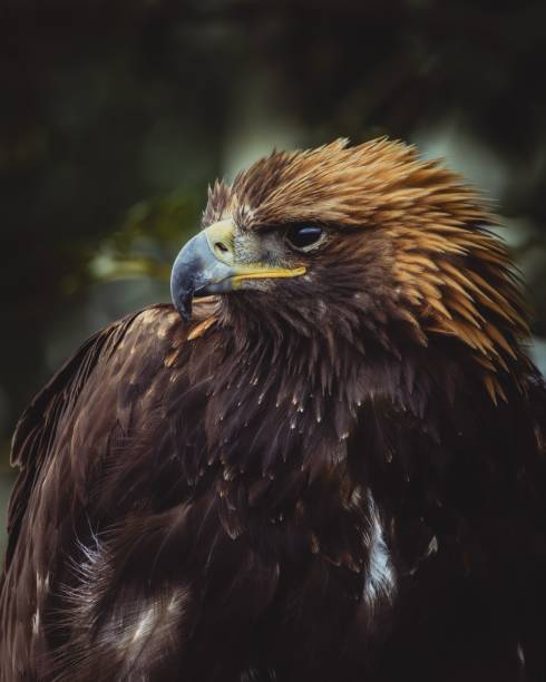 istock Closeup of a hawk perched on a branch 1770454177