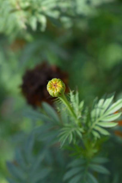 istock African marigold Kees Orange 1770458575