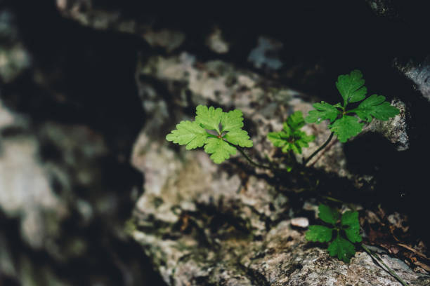 istock Natural texture of green plants growing in rocks 1770460703
