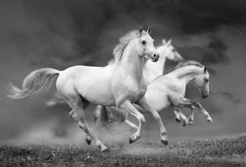 white horses under stormy skies