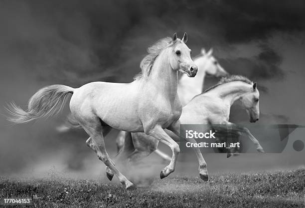 White Horses Stock Photo - Download Image Now - Horse, Arabian Horse, White Horse