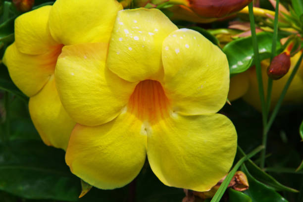 istock Rapa Nui. Yellow flowers on Easter Island, Chile 1770462606