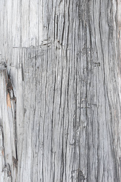 istock close of big grey tree trunk 177046345
