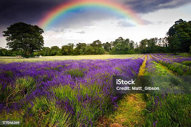 Dark Storm Clouds Over Vibrant Lavender Field With Rainbow Stock Photo - Download Image Now