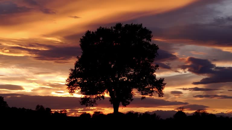 AERIAL Drone Shot of Silhouette Lone Big Tree on Agricultural Field Under Orange Cloudy Sky at Sunset