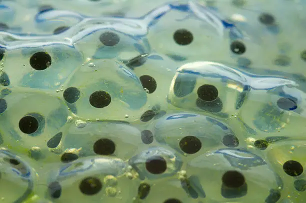 close-up of common frogspawn in a pond