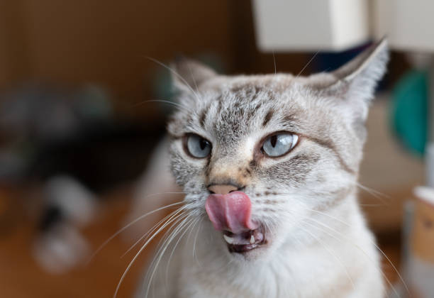 istock cat sticking out tongue 1770467462