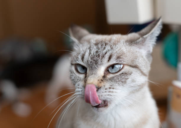 cat sticking out tongue