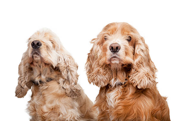 istock Puppy Brothers 177046751