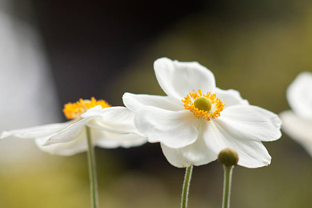 white blossom stock photo