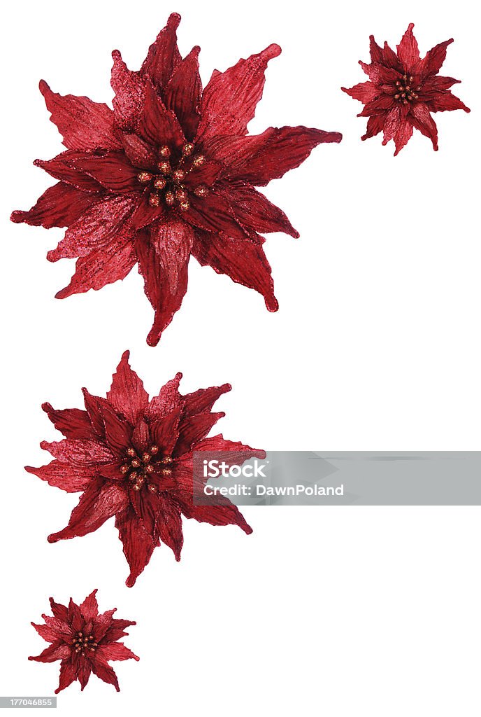 Poinsettia de Noël frontière rouge brillant - Photo de Bordure libre de droits