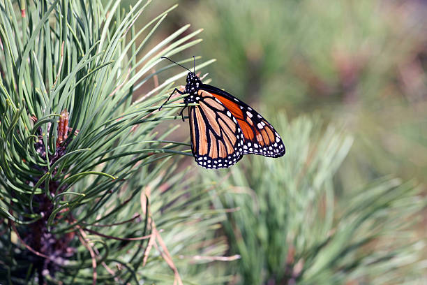 Mariposa monarca - foto de stock