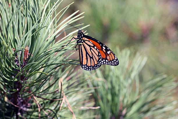 Borboleta-monarca - fotografia de stock