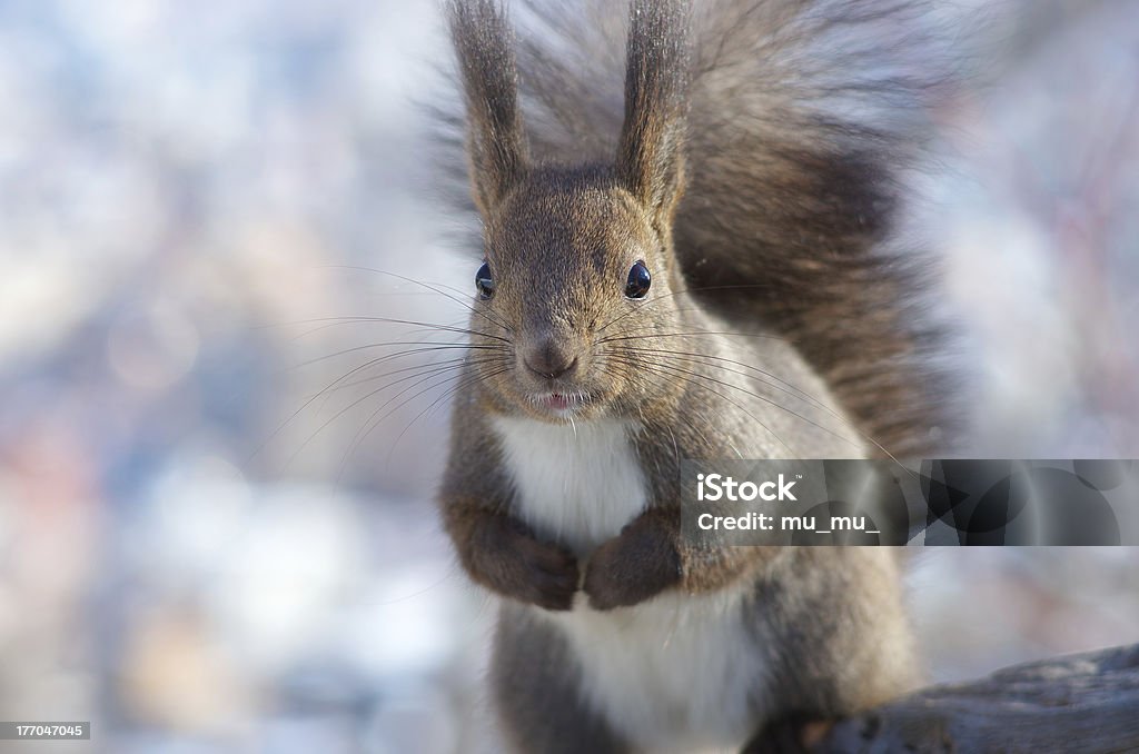 Ładny Squirrel - Zbiór zdjęć royalty-free (Część ciała zwierzęcia)
