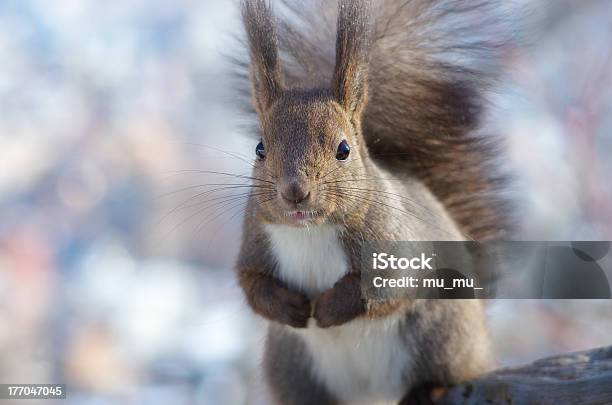 Ładny Squirrel - zdjęcia stockowe i więcej obrazów Część ciała zwierzęcia - Część ciała zwierzęcia, Dzikie zwierzęta, Fajny