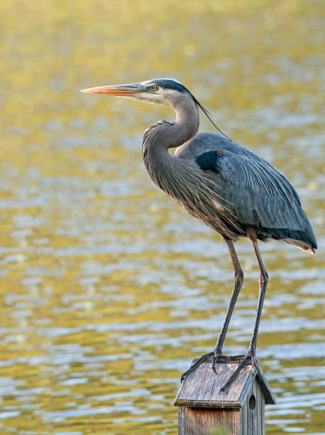 Great blue heron perched on a birdhouse stock photo
