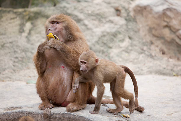istock Mother and Baby Baboons 177047173