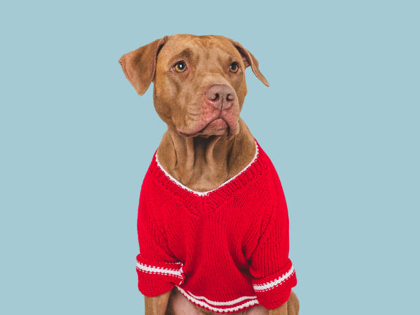 istock Cute brown dog and red knitted sweater 1770473494