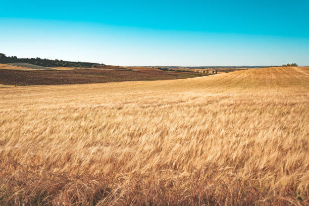 istock Golden fields of cereal in Spain 1770473523